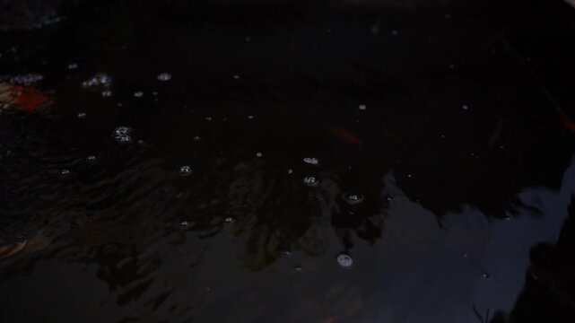 Vibrant colorful koi fish swimming in clear water pond, Nishikigoi ornamental carp