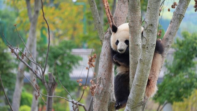 cute panda on tree and hugging the branches in the afternoon during spring season, young panda in its hiding places