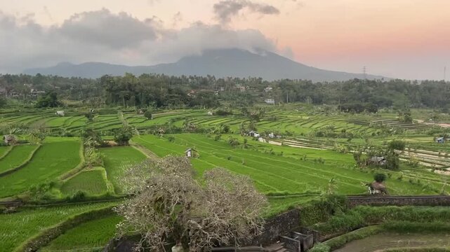 Panoramic view of Jatiluwih rice terraces in Bali with mountains and clouds at sunset.