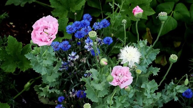 Mixed annuals from seeds including bright blue cornflowers and pink poppies.