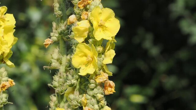 Yellow mullein flowers tall spikes against a blurred leafy backdrop in gentle daylight.