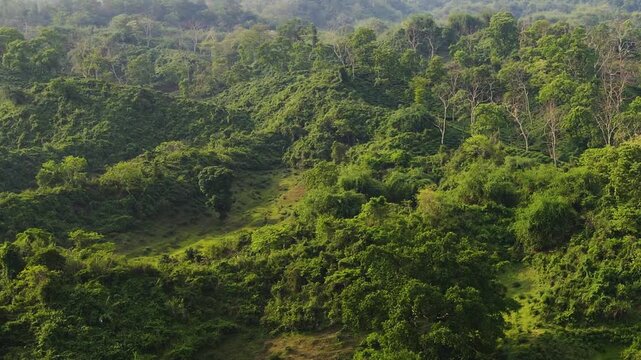 Peaceful tea garden among scenic hill forest in Sylhet landscape - Aerial tilt up shot.