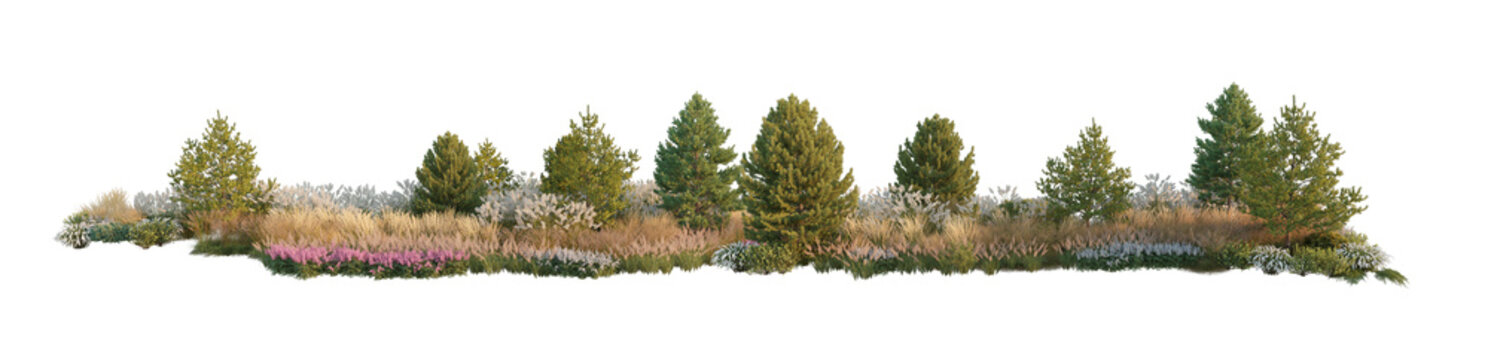 landscape composition with evergreen coniferous trees and ornamental pampas grass (conifers and pampas grass) isolated PNG on a transparent background premium nature cutout