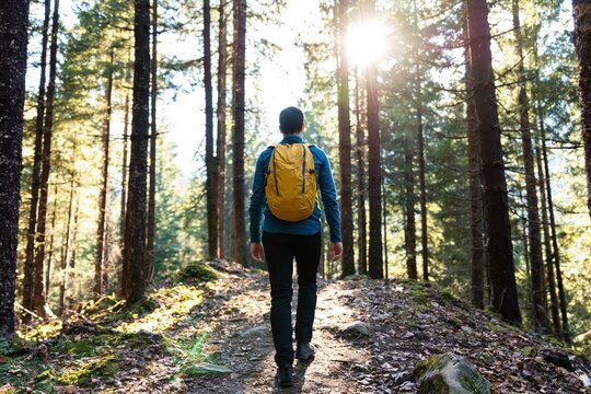 Hiker with a backpack hiking through a sunny forest with nature trees and woods