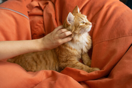 Orange ginger cat being petted on terracotta beanbag for emotional support  