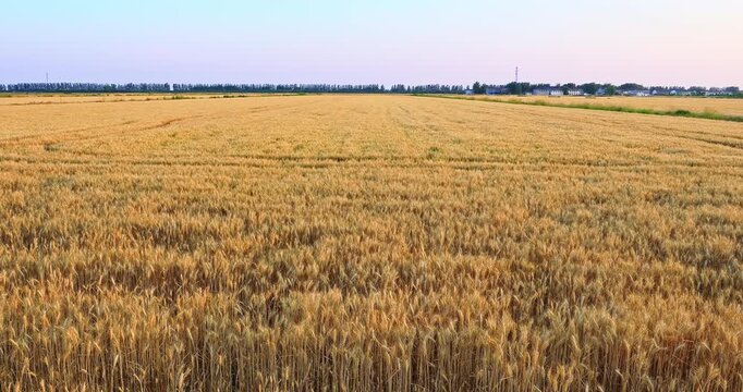 Vast golden wheat fields ready for harvest under a clear blue sky in summer
