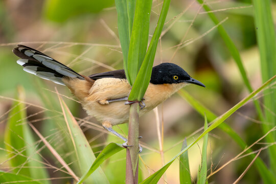 black-capped donacobius - Donacobius atricapilla, beautiful colored perching bird native to wetlands accross South America, Pantanal, Brazil.