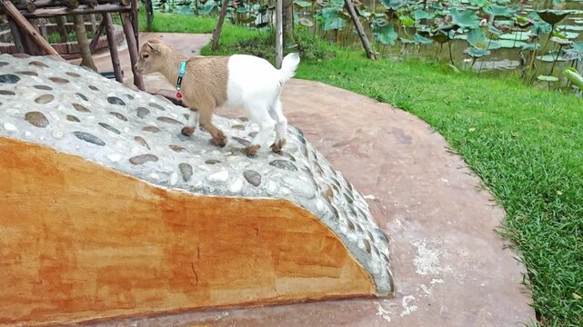 Close up of a goat walking around.
