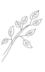 Green tree branch with fresh leaves on white background. © Sara