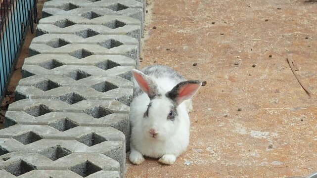 A rabbit sitting on the ground.