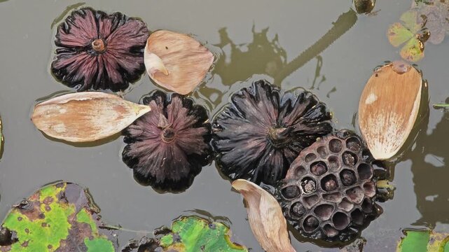 Dried lotus seed pod in pond.