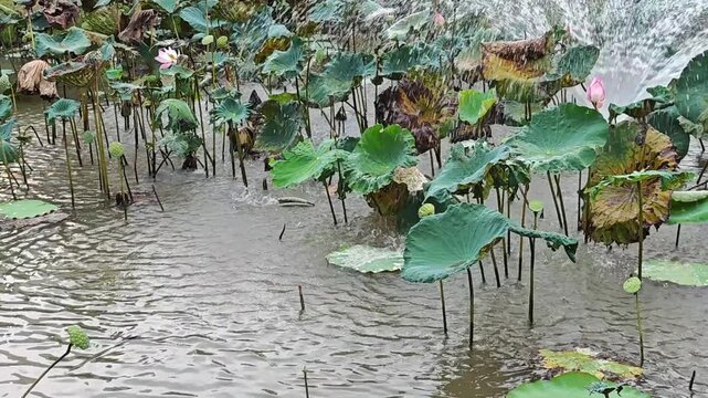 Slow motion shot of fountain fall on lotus leaves.