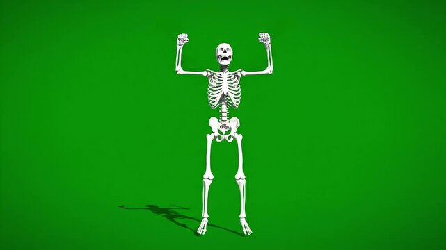 Cute 3D Dancing Skeleton Vector Animation. Happy Cartoon Bone Structure Characters on Green Screen Background. Funny Halloween Celebration and October 31st Parade Loop.