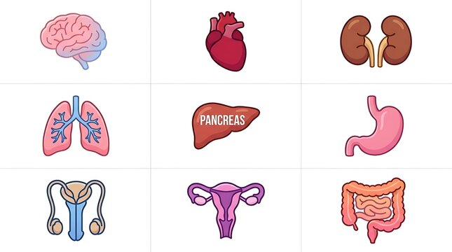 Human anatomy organ set medical icons illustration with illustration, intestine