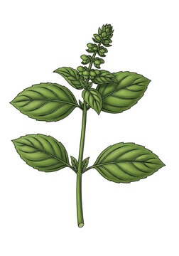 Fresh green basil herb plant with leaves and flower spike in a detailed hand drawn style isolated on transparent background