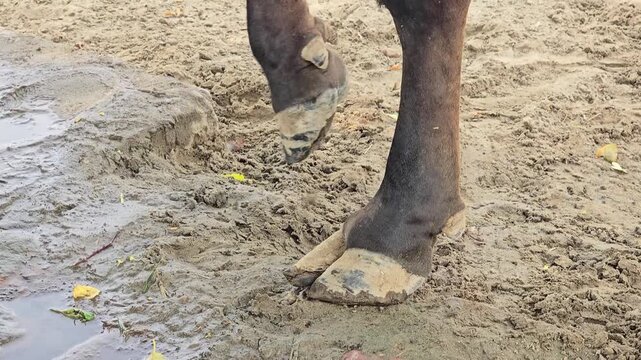 Dairy cow hooves standing in muddy farm soil. Close up of cattle feet on wet ground. Livestock walking in dirty rural environment.