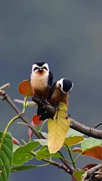 Small collared falconet bird of prey sitting on a tree branch with green and yellow leaves