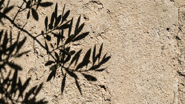 Olive branch shadow on textured stone wall