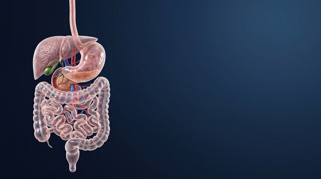 Human Digestive System Anatomy Showing Esophagus Stomach Liver Pancreas and Intestines Medical 3D Render