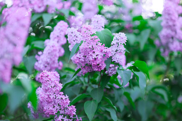 Obraz premium Purple lilac flowers blooming on a bush in spring, natural garden background with soft focus and bokeh effect, this floral display represents the beauty and freshness of the spring season in nature