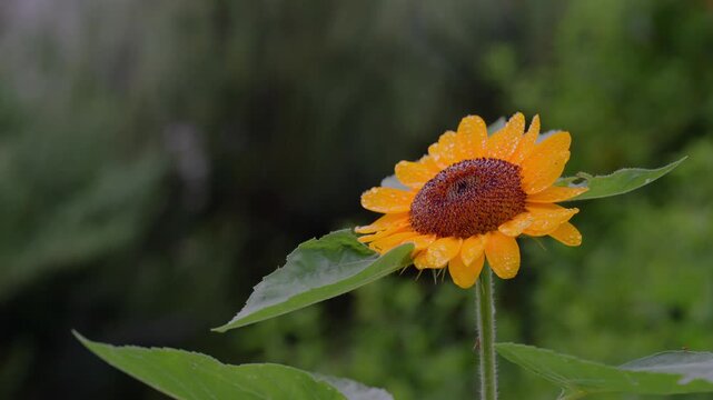 Yellow sunflower drenched in falling rain on a dark gloomy day, cinematic b-roll in Tokyo, Japan