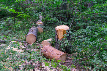 Freshly cut coniferous logs lie in a row among sawdust near a stump on green grass. Bushes and forest are in the background. © Michael