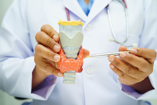 Hyperthyroidism, Overactive Thyroid, Thyroid Lymphoma, Asian doctor with thyroid gland human anatomy model in hospital.