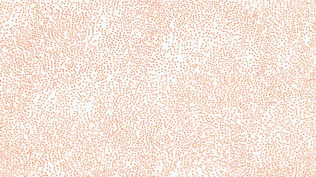 Abstract orange dot field scattered across white background with soft confetti texture, faint diagonal drift, dense fine detail, bright high key light, modern flat graphic composition