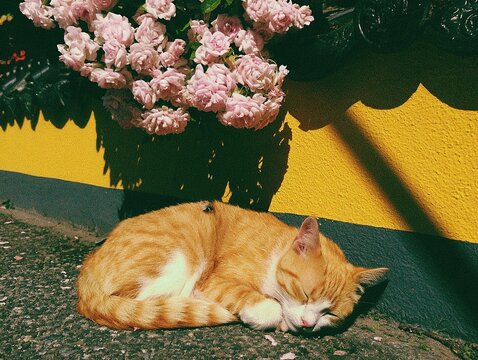 Cat and roses beneath black roof tiles and grey baseboard, serene afternoon moment blending nature with architecture