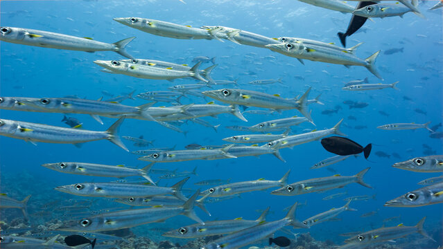 Underwater shot of a large school of Barracuda in the Palau National Marine Sanctuary.