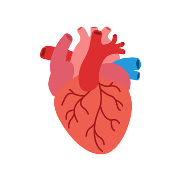Human heart anatomy transparent background. 2D flat illustration heart organ graphics.	