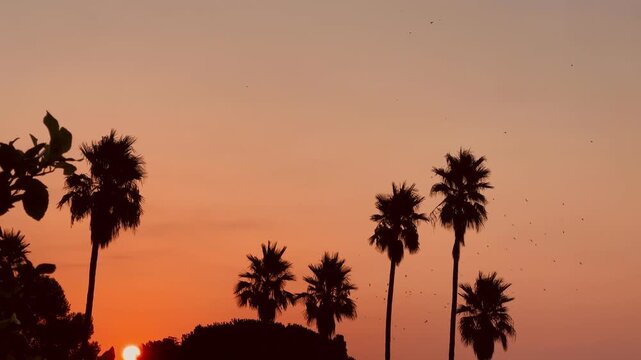 Sunset Behind Palm Trees with Birds Flying, Video