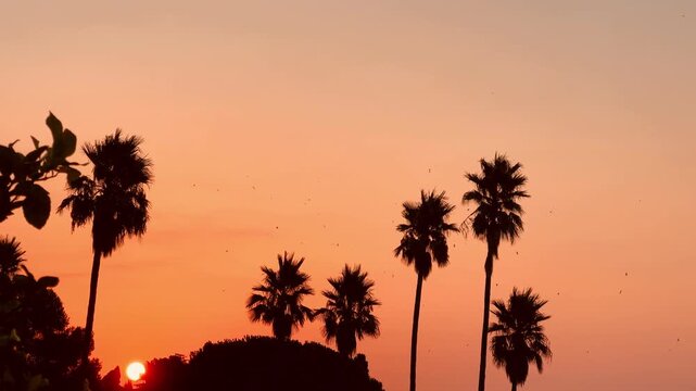 Sunset Behind Palm Trees with Birds Flying, Video