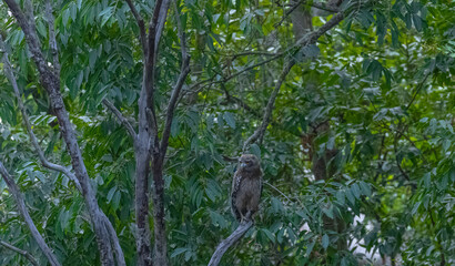 Fototapeta premium Brown Fish Owl (Bubo zeylonensis) perching on tree in forest.
