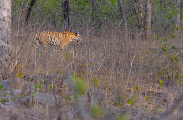 Fototapeta premium Tigress (Panthera tigris) walking in the grassland of panna tiger reserve.