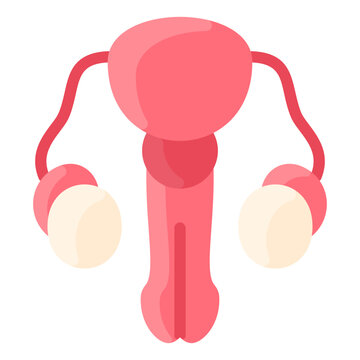 Reproductive System
