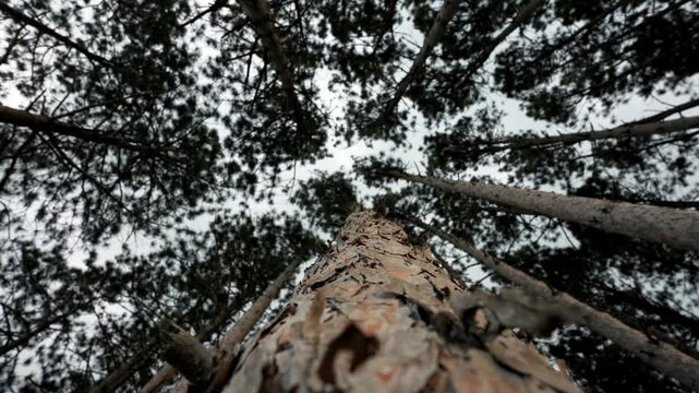 An immersive low-angle view amidst a lush pine forest.