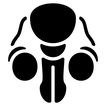 Reproductive System