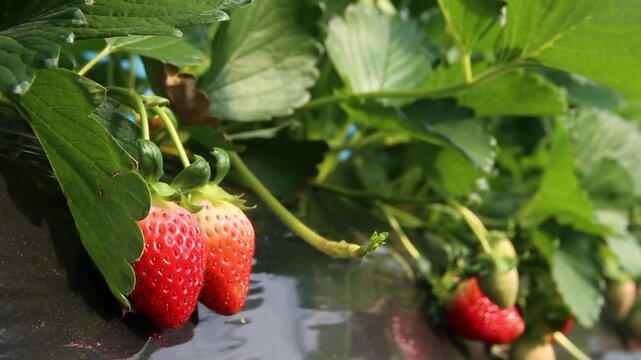 Korea strawberry harvest farm fruit basket farmer agriculture fresh produce organic food smart farm agritech harvest season 한국 딸기 수확 농장 과일 바구니 농부 농업 과채류 식재료 유기농 농산물 스마트팜 시설원예 원예 재배 신선식품 열매 디저트