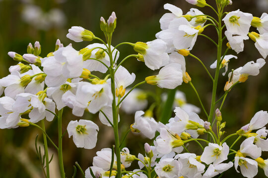 Cuckoo flower flowering
