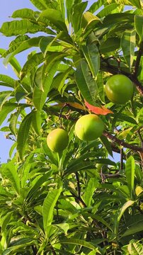 Green Bintaro fruits (Cerbera manghas) hanging among lush leaves and branches under bright tropical sunlight.