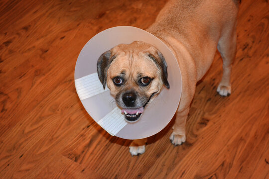 Cute puggle dog wearing a cone of shame indoors