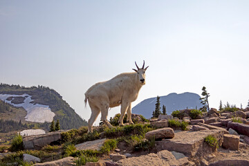 Mountain Goats in Glacier National Park