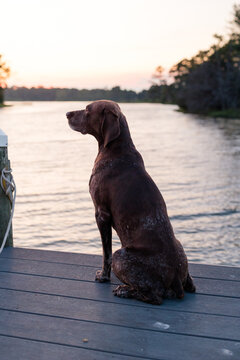 An old pointer dog sits on a dock at sunset