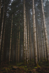 Fototapeta premium Looking up at tall trees in foggy woods