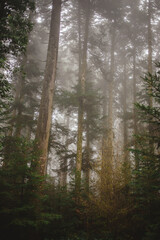 Fototapeta premium Tall evergreen trees shrouded in dense fog