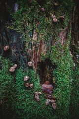Fototapeta premium Moody close up of green moss on a decaying tree stump