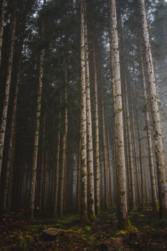 Looking up at tall trees in foggy woods
