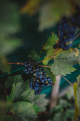 Obraz premium Dark blue grapes ripening on a grapevine