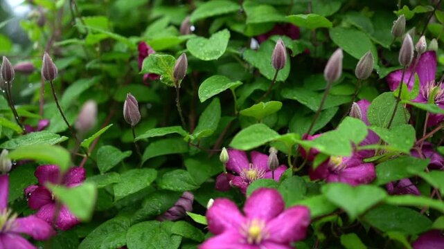 Lush magenta clematis flowers covered in raindrops